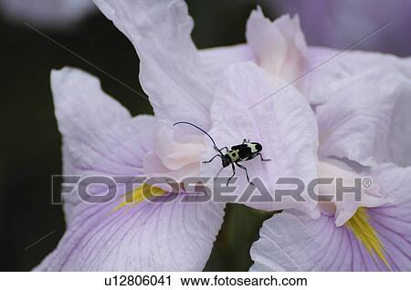 Stock Image - Paraglenea fortuneion flower petals. Fotosearch