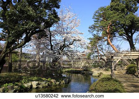 Park with Pine and Cherry Blossom Trees View Large Photo Image Stock Image - Park with Pine and Cherry Blossom Trees. Fotosearch