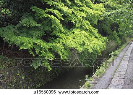 Stock Photograph - Path of Philosophy at Ginkaku-ji Temple. Fotosearch
