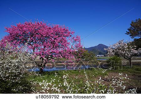 Peach Blossom Tree View Large Photo Image Stock Image - Peach Blossom Tree. Fotosearch