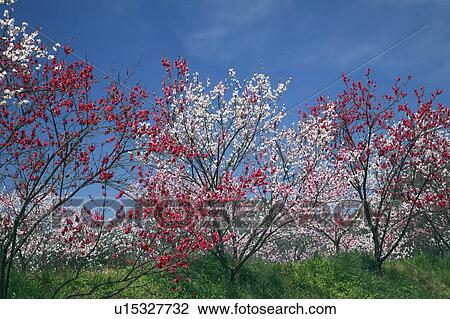 Stock Image - Peach Blossom Trees. Fotosearch