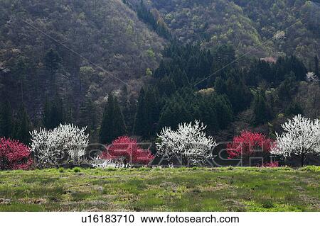 Peach Blossom Trees View Large Photo Image Stock Image - Peach Blossom Trees. Fotosearch