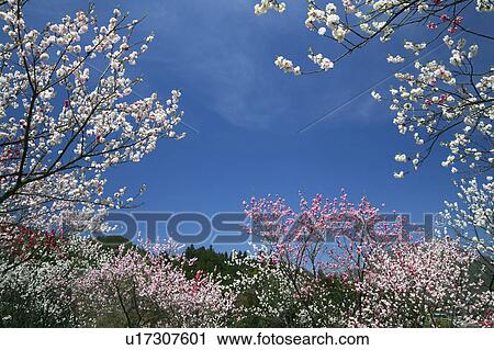 Stock Image - Peach Blossom Trees. Fotosearch