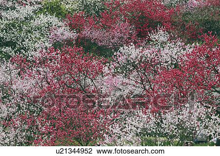 Stock Image - Peach Blossom Trees. Fotosearch