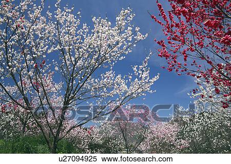 Stock Photography - Peach Blossom Trees. Fotosearch