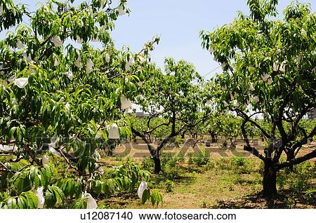 Peach Orchard View Large Photo Image Stock Image - Peach Orchard. Fotosearch