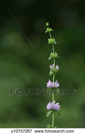 Stock Photo - Pennyroayl Mint. Fotosearch