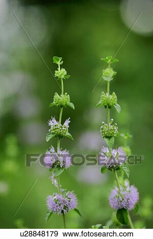 Pennyroyal mint View Large Photo Image Stock Photo - Pennyroyal mint. Fotosearch