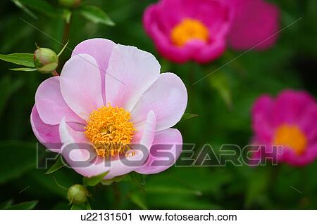 Peonies View Large Photo Image Stock Image - Peonies. Fotosearch