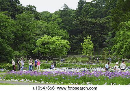 Stock Photograph - People at Sakura castle ruin park, Chiba Prefecture, Japan. Fotosearch