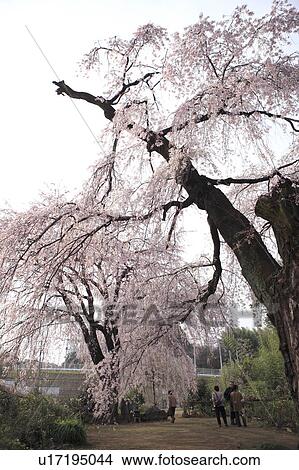 Picture - People Standing Under Old Cherry Blossom Tree. Fotosearch