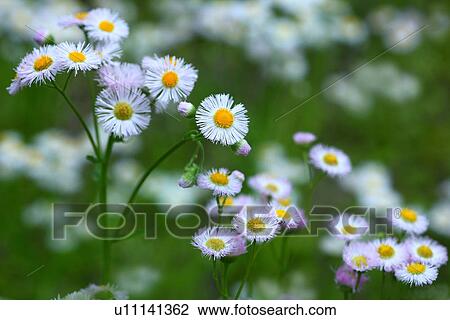 Philadelphia Fleabane (Erigeron philadelphicus) View Large Photo Image Stock Image - Philadelphia Fleabane (Erigeron philadelphicus). Fotosearch