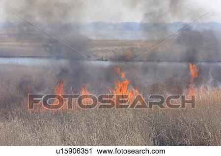 Stock Image - Phragmites Burning. Fotosearch