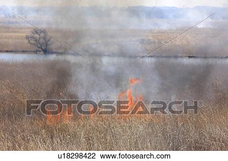 Stock Image - Phragmites Burning. Fotosearch