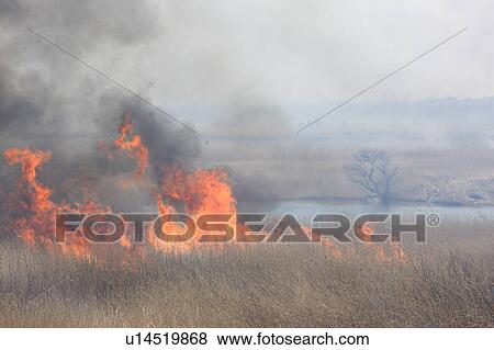 Phragmites Burning View Large Photo Image Stock Photo - Phragmites Burning. Fotosearch