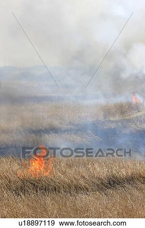 Phragmites Burning View Large Photo Image Stock Photo - Phragmites Burning. Fotosearch