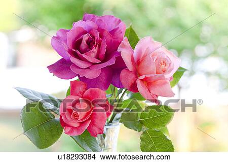 Pink and Red Roses View Large Photo Image Picture - Pink and Red Roses. Fotosearch