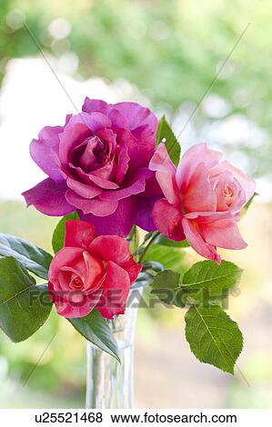 Pink and Red Roses View Large Photo Image Stock Photo - Pink and Red Roses. Fotosearch