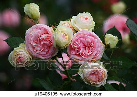 Stock Photography - Pink and white roses (Pierre de Ronsard). Fotosearch