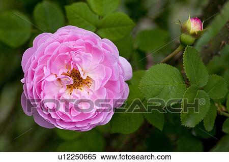 Pink Flower View Large Photo Image Stock Photography - Pink Flower. Fotosearch