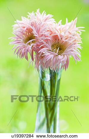 Pink Gerbera Daisy Flower View Large Photo Image Picture - Pink Gerbera Daisy Flower. Fotosearch