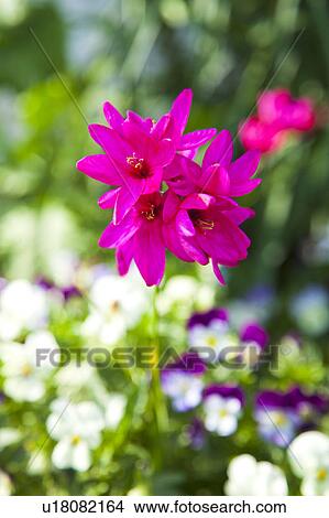 Pink Ixia Flowers View Large Photo Image Picture - Pink Ixia Flowers. Fotosearch