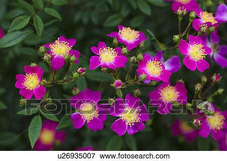Stock Photo - Pink Mini Rose. Fotosearch
