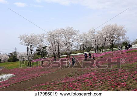 Pink Moss and Cherry Blossom Trees View Large Photo Image Stock Photo - Pink Moss and Cherry Blossom Trees. Fotosearch