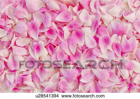 Pink Rose Petals View Large Photo Image Picture - Pink Rose Petals. Fotosearch