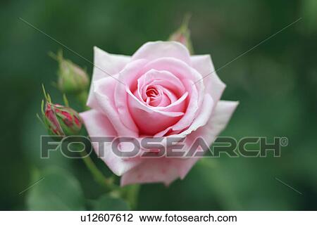Pink Rose View Large Photo Image Stock Image - Pink Rose. Fotosearch