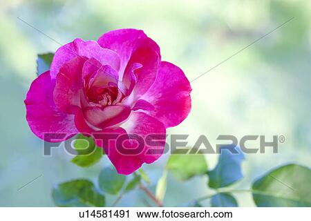 Stock Image - Pink Rose. Fotosearch