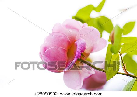 Pink Rose View Large Photo Image Stock Image - Pink Rose. Fotosearch