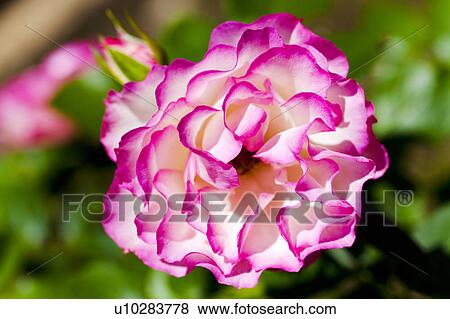 Pink Rose View Large Photo Image Stock Photo - Pink Rose. Fotosearch