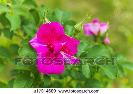 Stock Photo - Pink Rose. Fotosearch