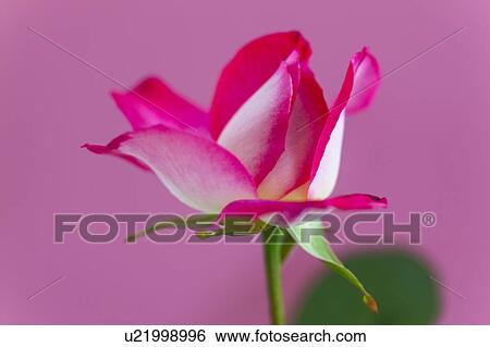 Stock Photograph - Pink Rose. Fotosearch