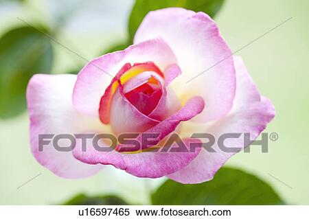 Stock Photography - Pink Rose. Fotosearch
