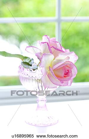 Pink Roses in Bowl View Large Photo Image Stock Photography - Pink Roses in Bowl. Fotosearch