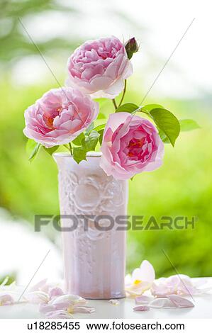 Pink Roses in Vase View Large Photo Image Stock Photography - Pink Roses in Vase. Fotosearch