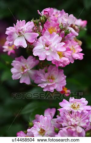 Pink roses View Large Photo Image Picture - Pink roses. Fotosearch