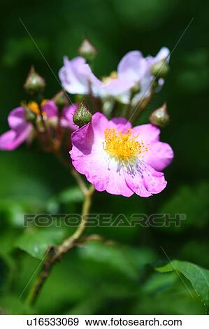 Pink roses (Rosa multiflora Thunb. var. adenochaeta (Koidz. ) Ohwi. ) View Large Photo Image Stock Photo - Pink roses (Rosa multiflora Thunb. var. adenochaeta (Koidz. ) Ohwi. ). Fotosearch