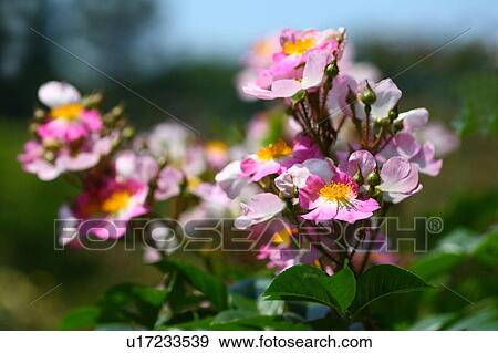 Pink roses (Rosa multiflora Thunb. var. adenochaeta (Koidz. ) Ohwi. ) View Large Photo Image Stock Photo - Pink roses (Rosa multiflora Thunb. var. adenochaeta (Koidz. ) Ohwi. ). Fotosearch