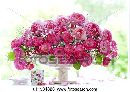 Pink Roses View Large Photo Image Stock Image - Pink Roses. Fotosearch