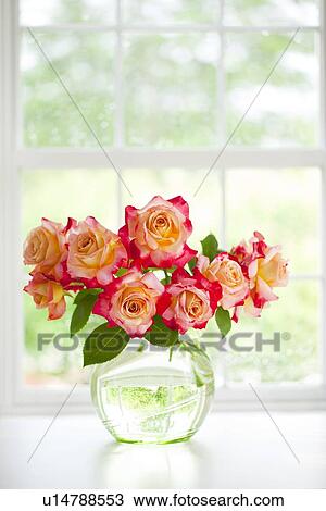 Pink Roses View Large Photo Image Stock Image - Pink Roses. Fotosearch