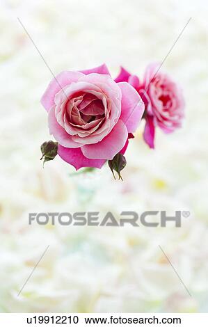 Stock Image - Pink Roses. Fotosearch