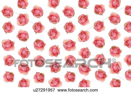 Stock Photo - Pink Roses. Fotosearch