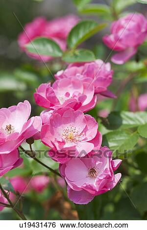 Stock Photograph - Pink Roses. Fotosearch