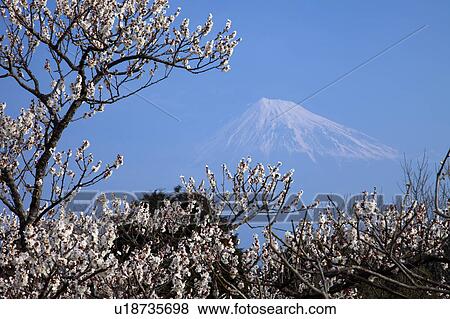 Stock Photo - Plum Blossom Tree and Mount Fuji. Fotosearch