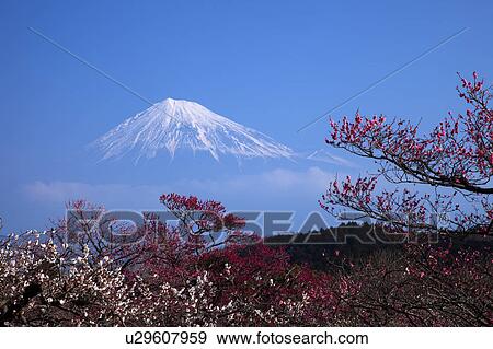 Plum Blossom Tree and Mount Fuji View Large Photo Image Stock Photo - Plum Blossom Tree and Mount Fuji. Fotosearch