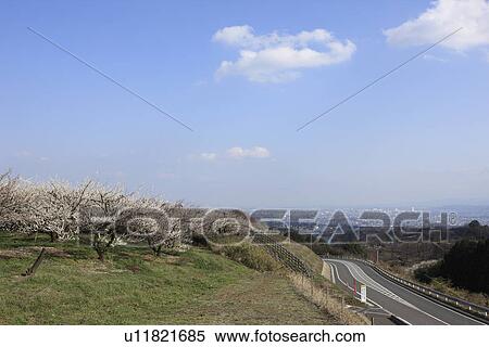 Stock Photography - Plum Blossom Trees near Motorway. Fotosearch
