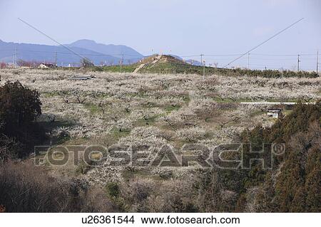 Plum Blossom Trees View Large Photo Image Picture - Plum Blossom Trees. Fotosearch